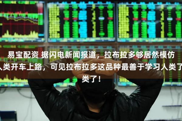 易宝配资 据闪电新闻报道，拉布拉多够居然模仿人类开车上路，可见拉布拉多这品种最善于学习人类了！
